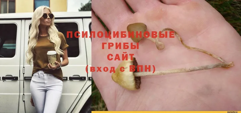 Галлюциногенные грибы Psilocybe  дарнет шоп  mega сайт  Красноярск 