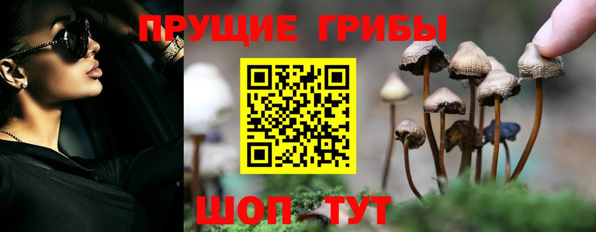 что такое   Вход с VPN  Красноярск  Галлюциногенные грибы Psilocybe 